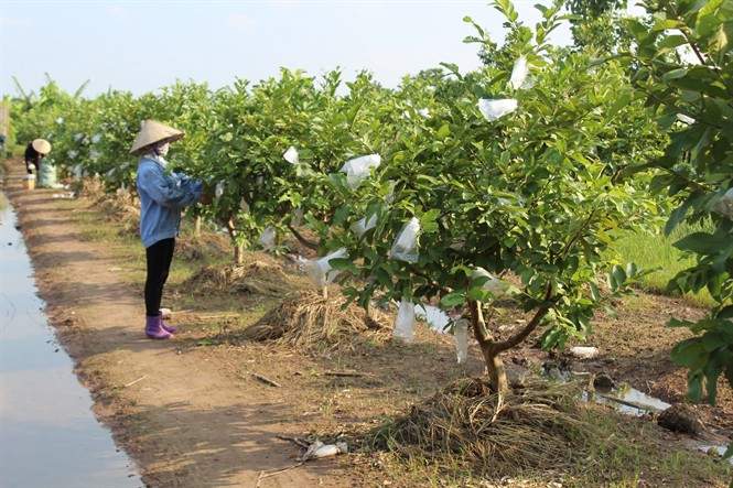 Thủ tục để vay thế chấp đất trồng cây lâu năm