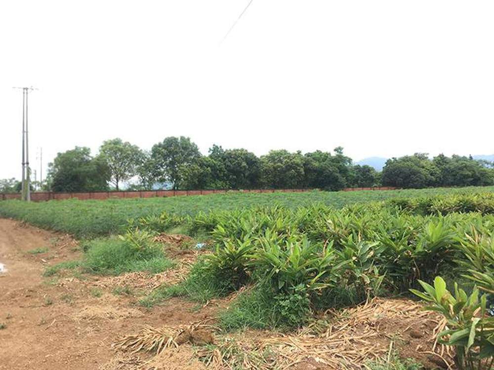 Vay thế chấp đất trồng cây lâu năm là gì?
